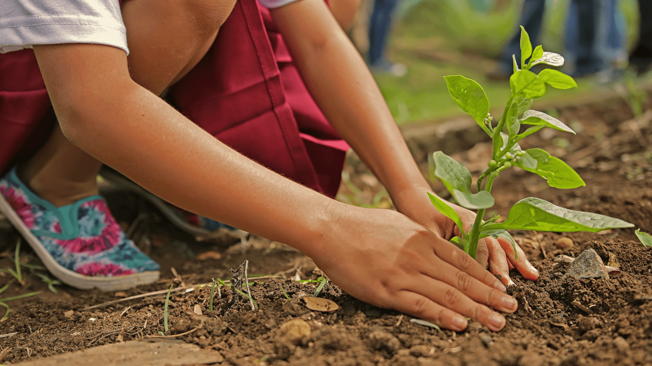 cuidado com o meio ambiente para evitar mudanças climáticas